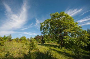 Yaz ormanı manzarası