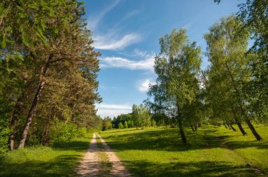 Yaz ormanı manzarası