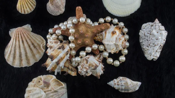 Coquillages Étoiles Mer Avec Collier Perles Blanches Sur Fond Fourrure — Photo