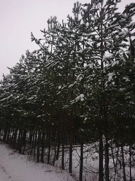 Snow Covered Trees Forest Park Lake Lebyazhye Favorite Place Kazan — Stok fotoğraf