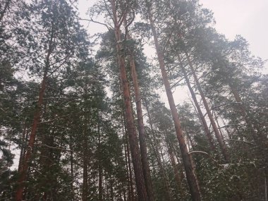 snow-covered trees in a forest park near Lake Lebyazhye - a favorite place in Kazan for skiing