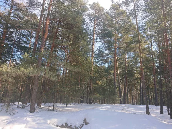 Verschneite Bäume Einem Waldpark Der Nähe Des Lebyazhye Sees Ein — Stockfoto