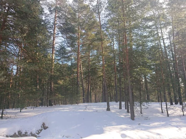 Χιονισμένα Δέντρα Ένα Δασικό Πάρκο Κοντά Στη Λίμνη Lebyazhye Ένα — Φωτογραφία Αρχείου