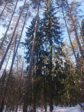 snow-covered trees in a forest park near Lake Lebyazhye - a favorite place in Kazan for skiing