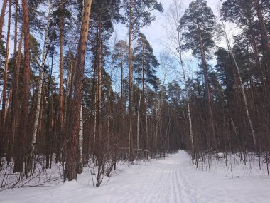 snow-covered trees in a forest park near Lake Lebyazhye - a favorite place in Kazan for skiing