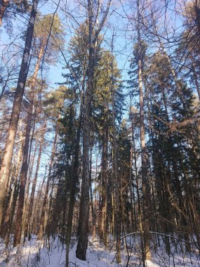 snow-covered trees in a forest park near Lake Lebyazhye - a favorite place in Kazan for skiing