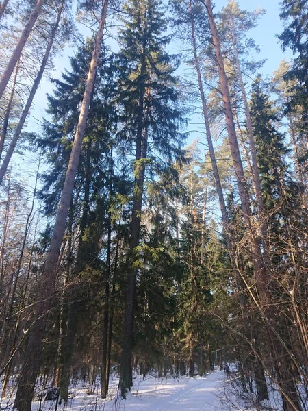 Verschneite Bäume Einem Waldpark Der Nähe Des Lebyazhye Sees Ein — Stockfoto