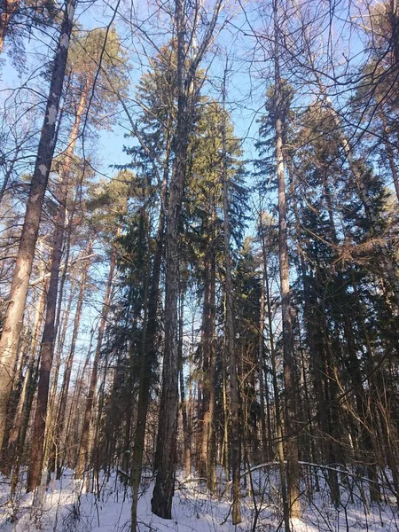 Засніжені Дерева Лісовому Парку Біля Озера Леб Язі Улюблене Місце — стокове фото