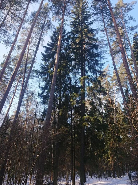 Verschneite Bäume Einem Waldpark Der Nähe Des Lebyazhye Sees Ein — Stockfoto