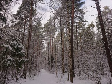 snow-covered trees in a forest park near Lake Lebyazhye - a favorite place in Kazan for skiing