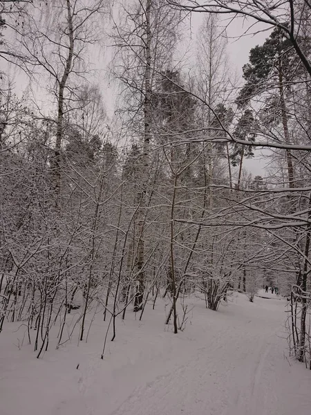 Verschneite Bäume Einem Waldpark Der Nähe Des Lebyazhye Sees Ein — Stockfoto