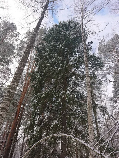 Árboles Cubiertos Nieve Parque Forestal Cerca Del Lago Lebyazhye Lugar — Foto de Stock