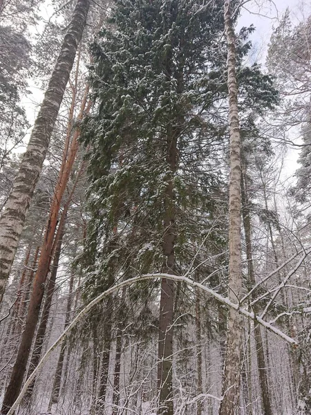 Snow Covered Trees Forest Park Lake Lebyazhye Favorite Place Kazan — Stok fotoğraf