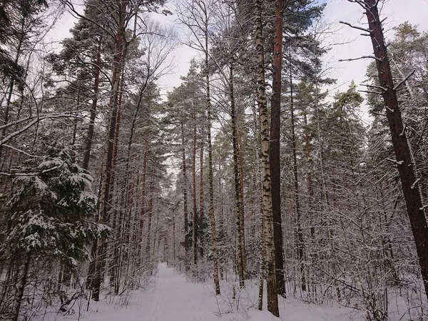 Verschneite Bäume Einem Waldpark Der Nähe Des Lebyazhye Sees Ein — Stockfoto