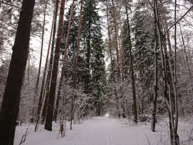 snow-covered trees in a forest park near Lake Lebyazhye - a favorite place in Kazan for skiing