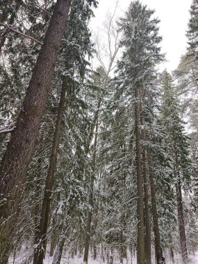 snow-covered trees in a forest park near Lake Lebyazhye - a favorite place in Kazan for skiing