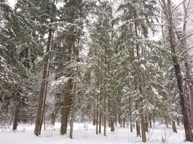snow-covered trees in a forest park near Lake Lebyazhye - a favorite place in Kazan for skiing