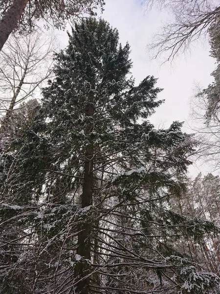 Snow Covered Trees Forest Park Lake Lebyazhye Favorite Place Kazan — 图库照片