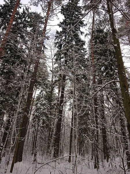 Verschneite Bäume Einem Waldpark Der Nähe Des Lebyazhye Sees Ein — Stockfoto