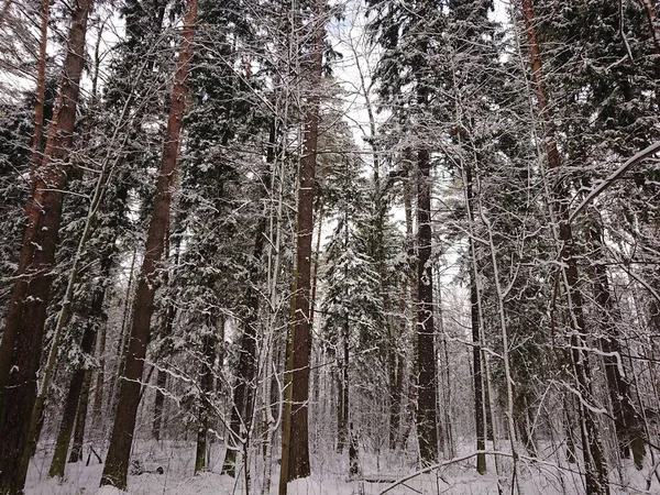 Verschneite Bäume Einem Waldpark Der Nähe Des Lebyazhye Sees Ein — Stockfoto