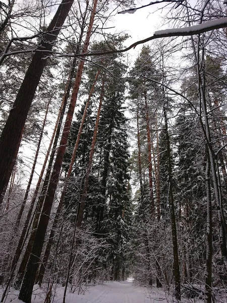Χιονισμένα Δέντρα Ένα Δασικό Πάρκο Κοντά Στη Λίμνη Lebyazhye Ένα — Φωτογραφία Αρχείου