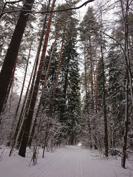 Verschneite Bäume Einem Waldpark Der Nähe Des Lebyazhye Sees Ein — Stockfoto