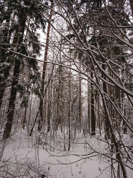 Verschneite Bäume Einem Waldpark Der Nähe Des Lebyazhye Sees Ein — Stockfoto