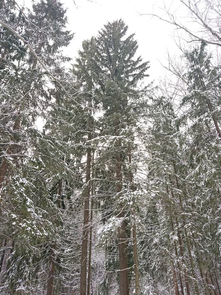 Snow Covered Trees Forest Park Lake Lebyazhye Favorite Place Kazan — Stok fotoğraf