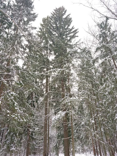 Verschneite Bäume Einem Waldpark Der Nähe Des Lebyazhye Sees Ein — Stockfoto