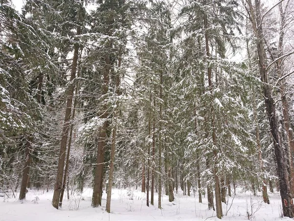Árboles Cubiertos Nieve Parque Forestal Cerca Del Lago Lebyazhye Lugar — Foto de Stock