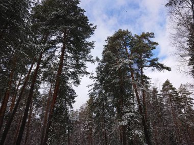 snow-covered trees in a forest park near Lake Lebyazhye - a favorite place in Kazan for skiing