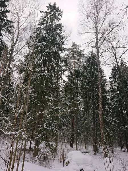 Verschneite Bäume Einem Waldpark Der Nähe Des Lebyazhye Sees Ein — Stockfoto