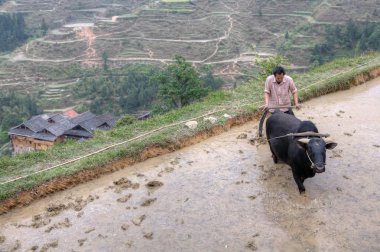 Çeltik buffalo, Guizhou, Çin ile çiftçilik çiftçi.