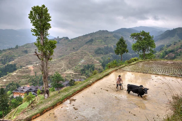 Chinese peasant with bull plowing flooded rice paddy. — Stock Photo, Image