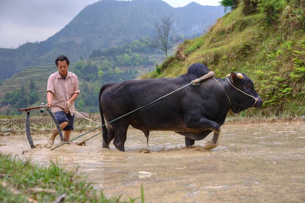 Farmář ve venkovských Asii, orba půdy pro pěstování rýže. — Stock fotografie