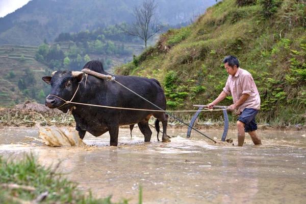 Contadino cinese lavora in un campo bue tirando un aratro . — Foto Stock