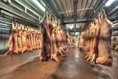 vepřové maso jatečně upravených těl zavěšené na háčky v chladírenském nebo mrazírenském skladu