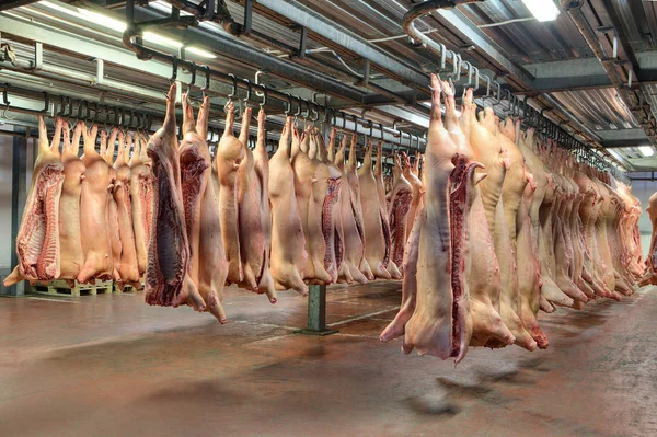 Muchos cadáveres de cerdo congelados colgando en la tienda de frigoríficos gancho . —  Fotos de Stock