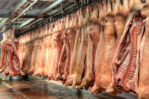 Cold storage room for meat, pork carcasses hanging in freezer. — Stock Photo, Image