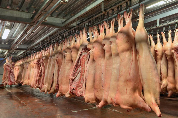 Туші свинини, що звисають з гачків у холодному магазині . — стокове фото