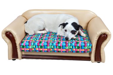 Suni deri kanepe üzerinde beyaz izole köpekler için.