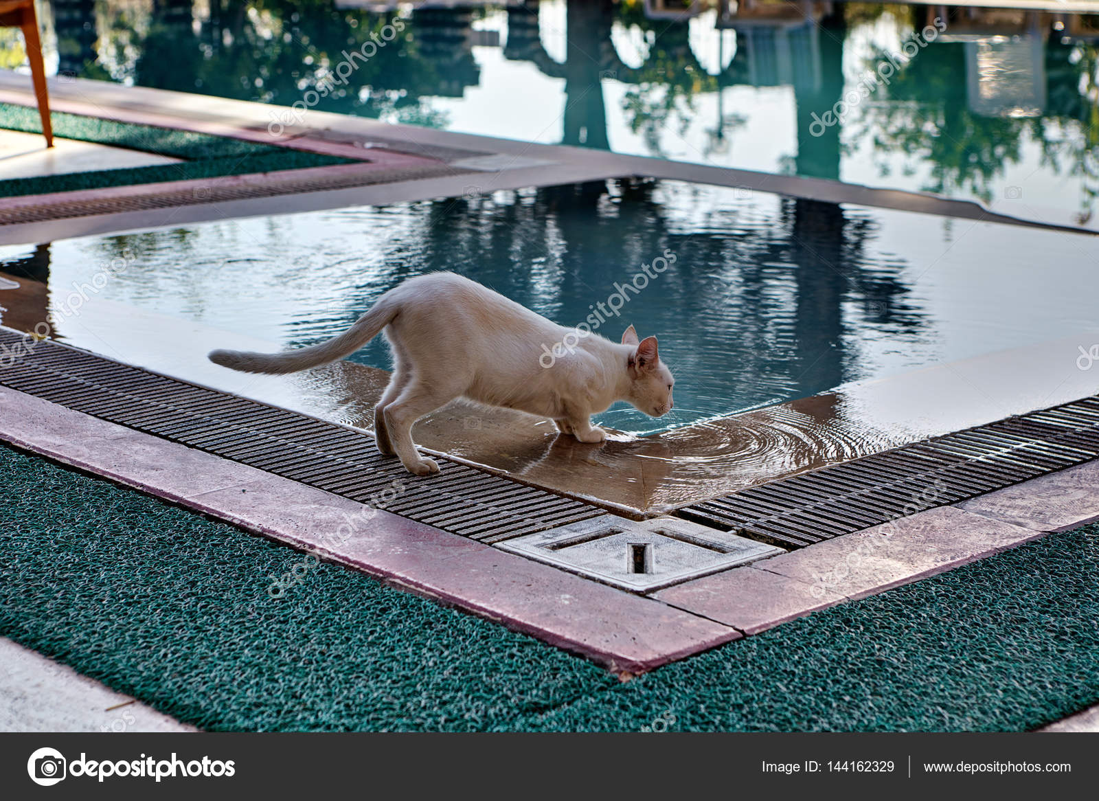 Gratuit jeune chatte rose