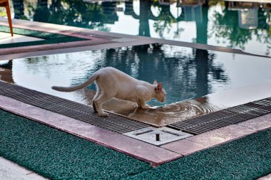 Short hair pussy thin pink lapping water from swimming pool.