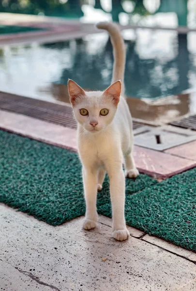 Shorthair gato flaco crema, se encuentra cerca de la piscina en el día — Foto de Stock