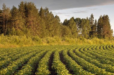 Patates alan gün batımına, Rusya ormanın arka planda.