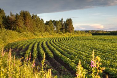 Gün batımından önce ormanın bir arka plan sahada patates.