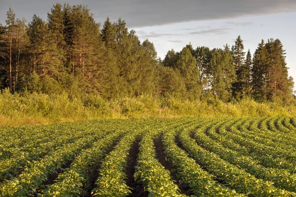 Patates alan gün batımına, Rusya ormanın arka planda.