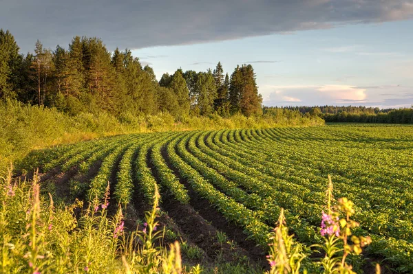 Gün batımından önce ormanın bir arka plan sahada patates.