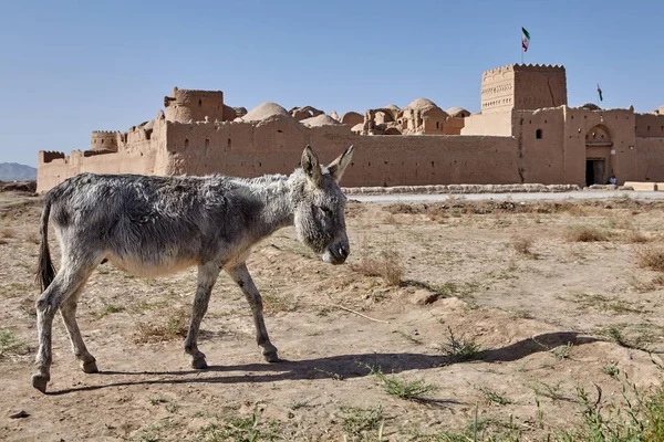 Osioł pasie w pobliżu ruiny starożytnej twierdzy, Iran. — Zdjęcie stockowe