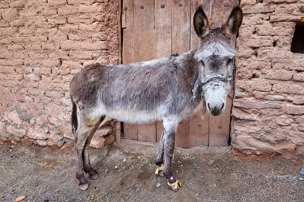 Un măgar stă lângă uşa unei clădiri de lut. . — Fotografie, imagine de stoc